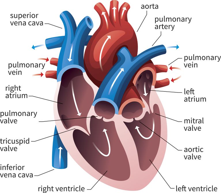 Heart valves and blood flow