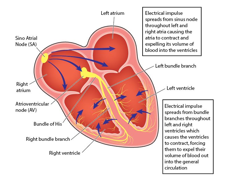 Electrical Conduction System