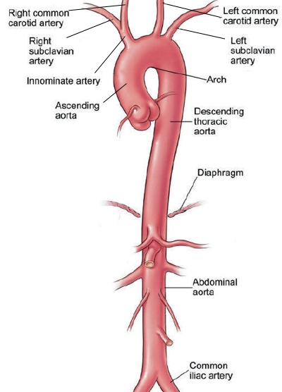 Aorta